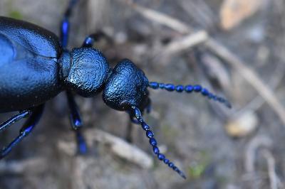 <i>Meloe violaceus</i>
