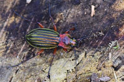 <i>Carabus auronitens</i>