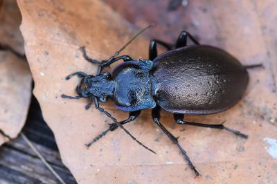 <i>Carabus nemoralis</i>
