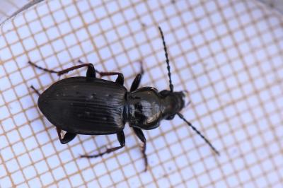 <i>Pterostichus oblongopunctatus</i>