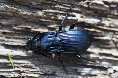 <i>Abax parallelepipedus</i>