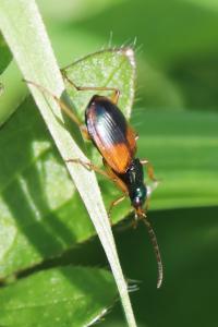 <i>Anchomenus dorsalis</i>