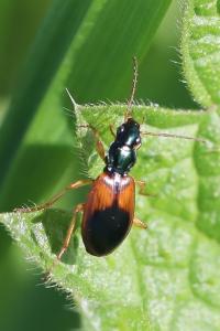 <i>Anchomenus dorsalis</i>
