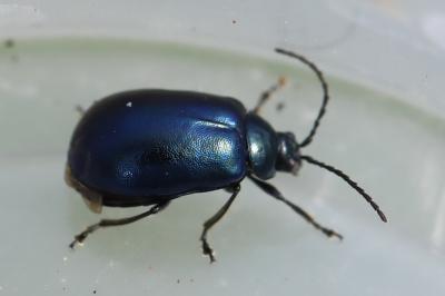 <i>Agelastica alni</i>