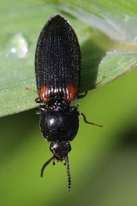 <i>Calambus bipustulatus</i>