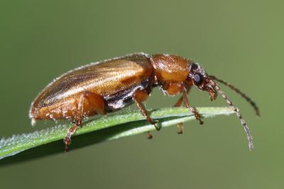 <i>Orsodacne humeralis</i>