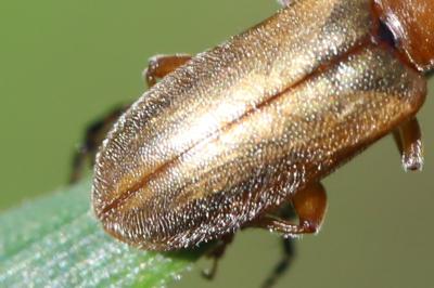 <i>Orsodacne humeralis</i>