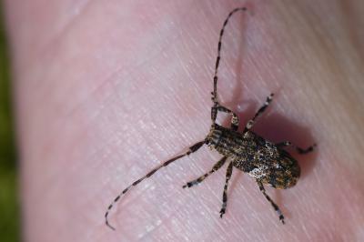 <i>Mesosa nebulosa</i>