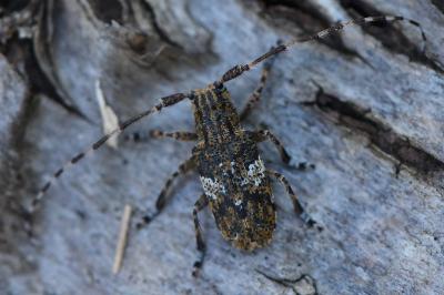 <i>Mesosa nebulosa</i>
