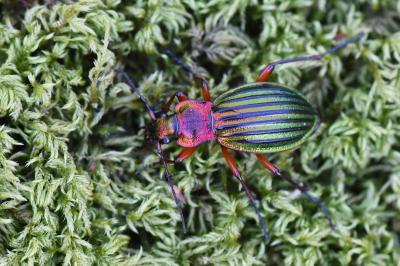 <i>Carabus auronitens</i>
