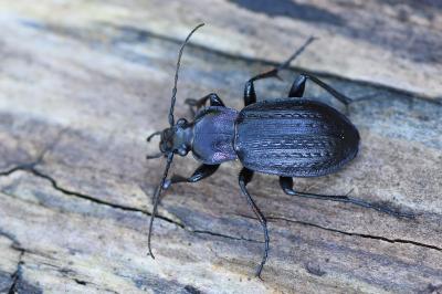<i>Carabus arvensis</i>
