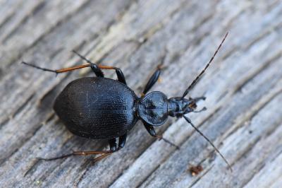 <i>Cychrus attenuatus</i>