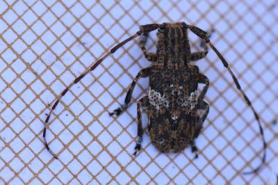 Mesosa nebulosa