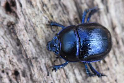 <i>Anoplotrupes stercorosus</i>