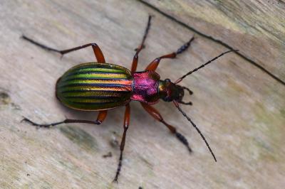 <i>Carabus auronitens</i>