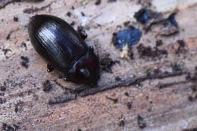 <i>Nalassus laevioctostriatus</i>