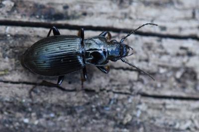 <i>Pterostichus oblongopunctatus</i>