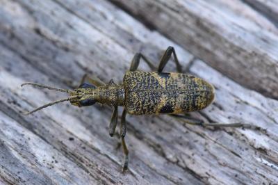 <i>Rhagium mordax</i>