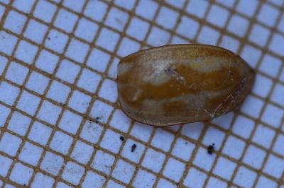 <i>Myzia oblongoguttata</i>