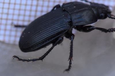 <i>Abax parallelepipedus</i>
