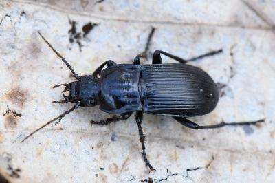 <i>Abax parallelepipedus</i>
