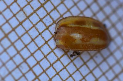 <i>Myzia oblongoguttata</i>
