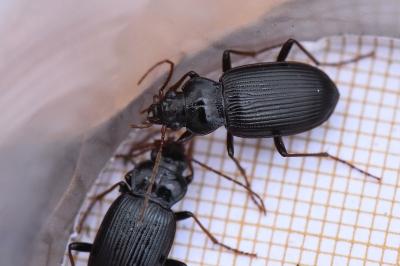 <i>Nebria brevicollis</i>
