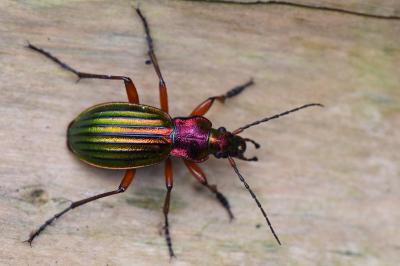 <i>Carabus auronitens</i>