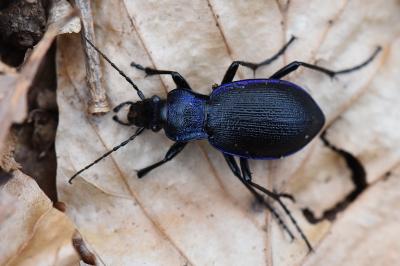 <i>Carabus problematicus</i>
