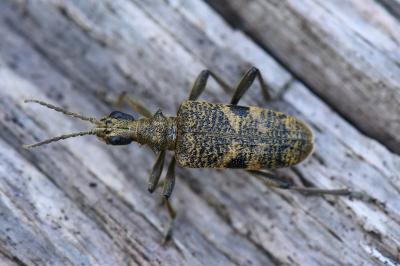 <i>Rhagium mordax</i>
