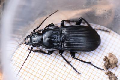 <i>Abax parallelepipedus</i>