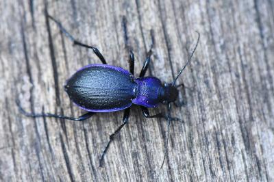 <i>Carabus problematicus</i>