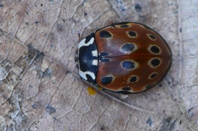 <i>Anatis ocellata</i>