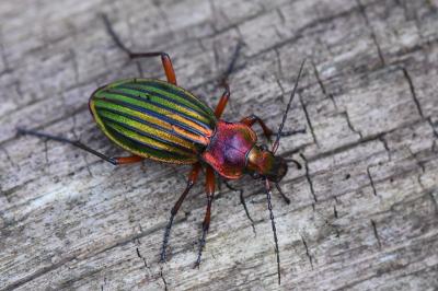 <i>Carabus auronitens</i>