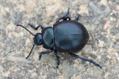 <i>Timarcha goettingensis</i>