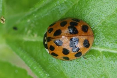 <i>Harmonia axyridis</i>