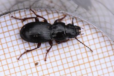 <i>Molops piceus</i>