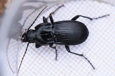 <i>Abax parallelepipedus</i>