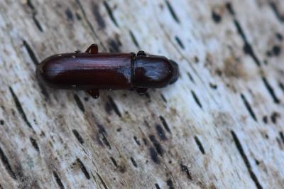 Corticeus unicolor