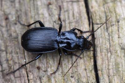 <i>Pterostichus cristatus</i>