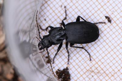 <i>Pterostichus cristatus</i>