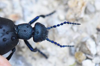 <i>Meloe violaceus</i>