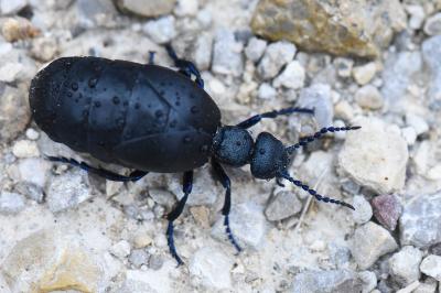 <i>Meloe violaceus</i>