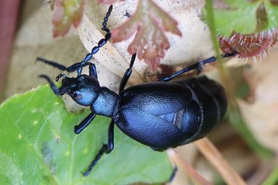 <i>Meloe violaceus</i>