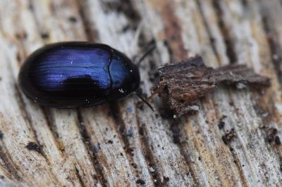 <i>Platydema violacea</i>