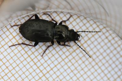 <i>Pterostichus oblongopunctatus</i>