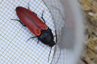 <i>Ampedus sanguineus</i>