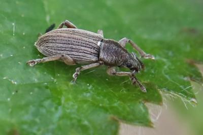 <i>Polydrusus marginatus</i>