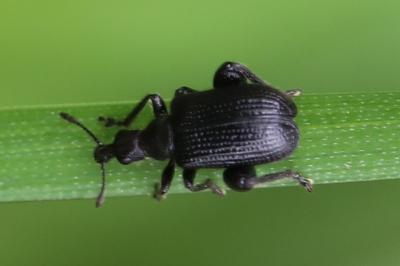 Deporaus betulae