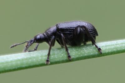 Deporaus betulae